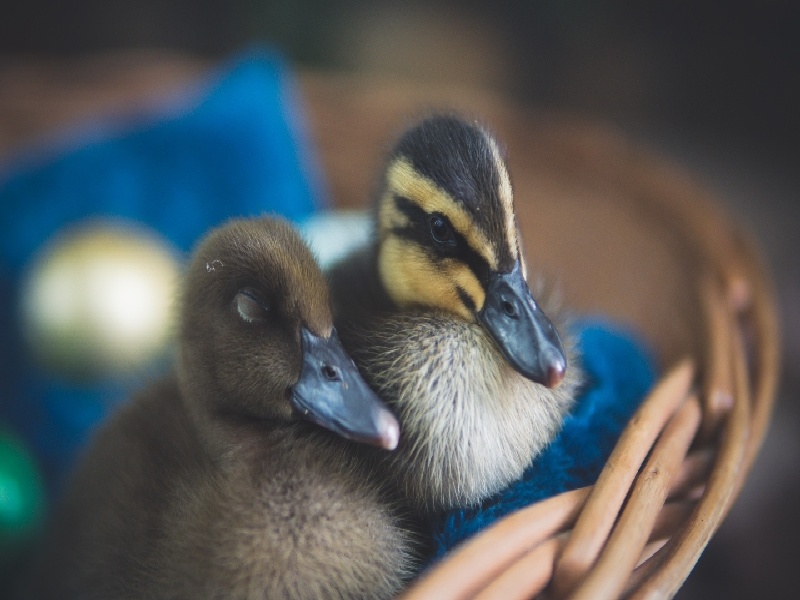 郑州陇海医院 试管(试管生女孩很心痛)